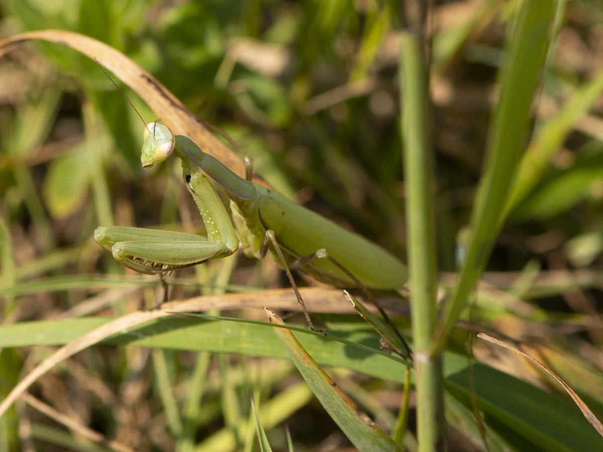 Habitus